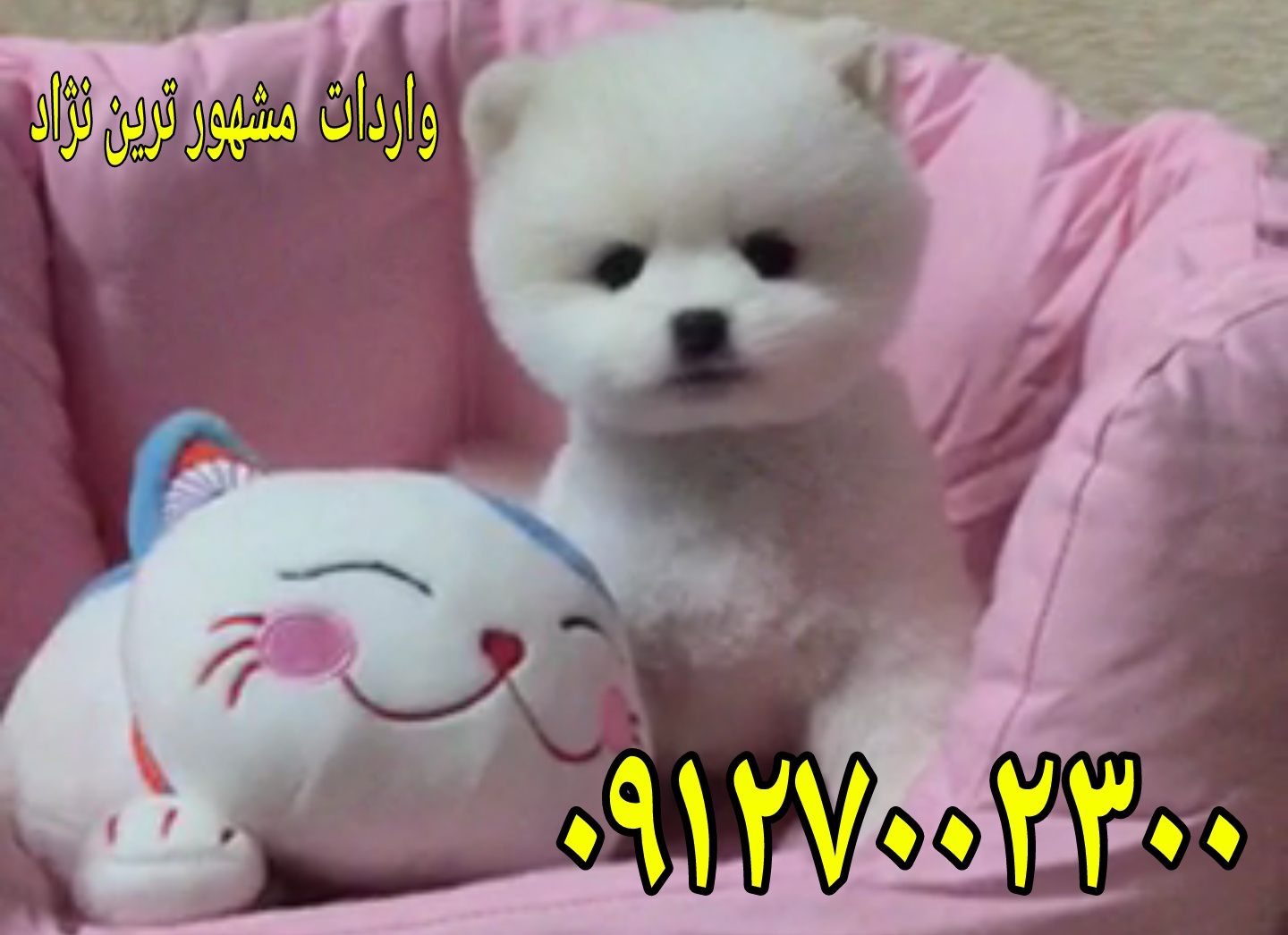 سگ پامرانین خرسی